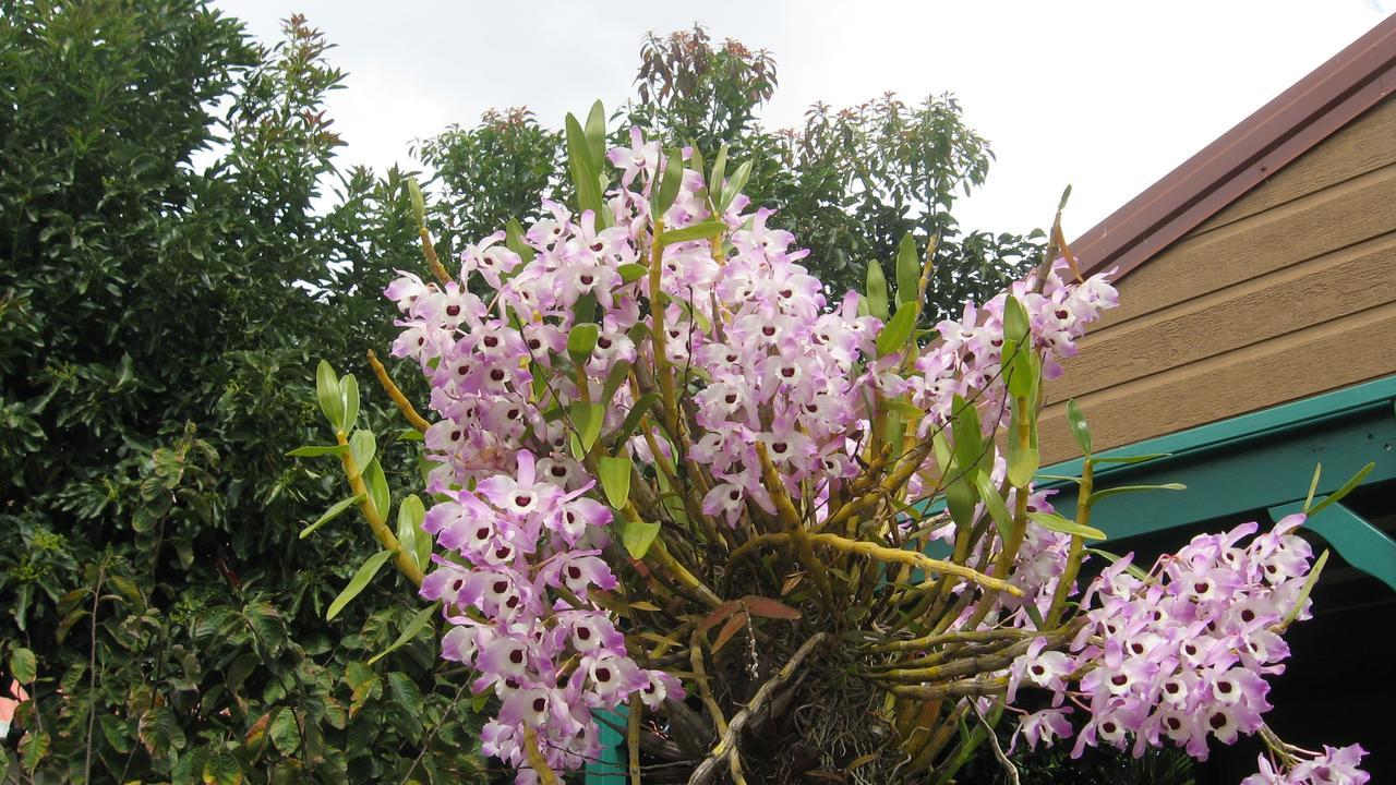Les Agapanthes Villa Le Tampon Exteriör bild
