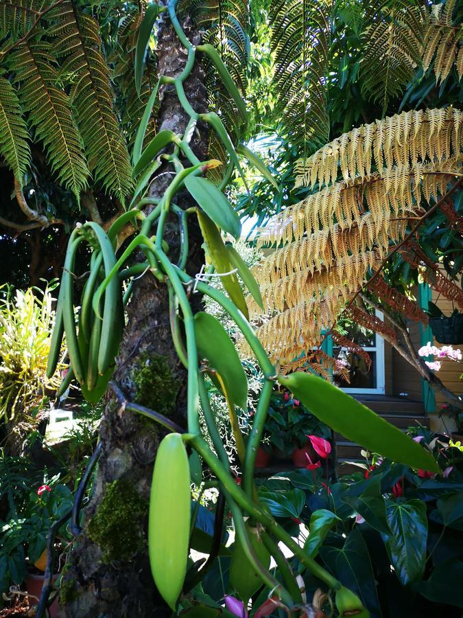 Les Agapanthes Villa Le Tampon Exteriör bild