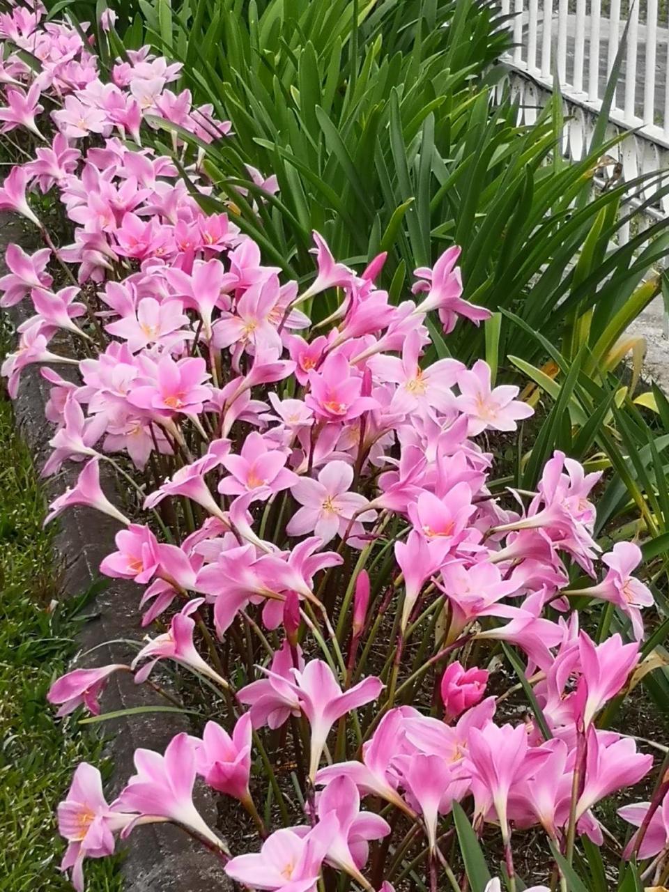 Les Agapanthes Villa Le Tampon Exteriör bild
